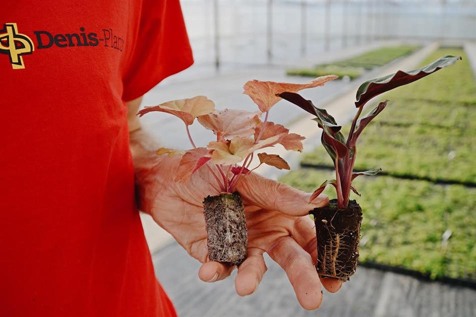 Denis Plants